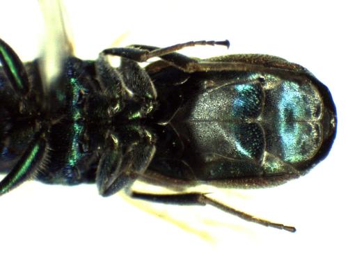 Chrysis chrysostigma